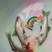 青鱼