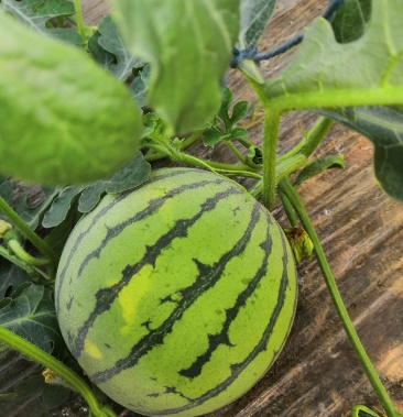 大量上市8424半截楼西瓜欢迎新老客户