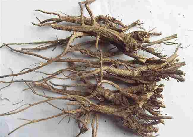 白扁豆根切片图