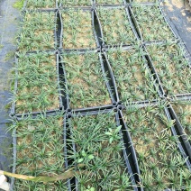 玉龙草