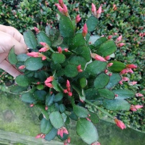 仙人指三月红种植户直销一手货源视频照片看货花期3月份供应