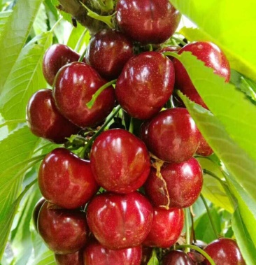 [樱桃苗批发]巴西樱桃苗 黑玫瑰樱桃苗价格35.00元/棵 - 一亩田