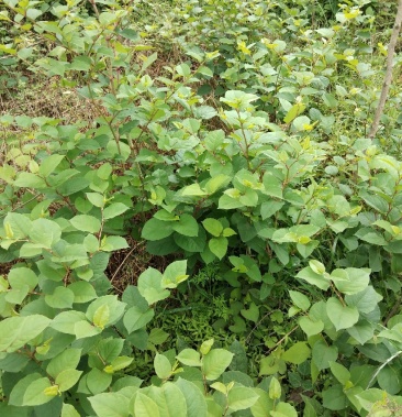 [虎杖批发]虎仗苗价格0.60元/件 - 一亩田