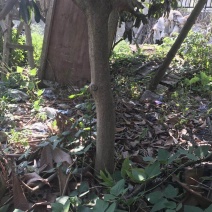 枇杷树
