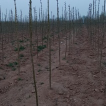 楸树梓树供应