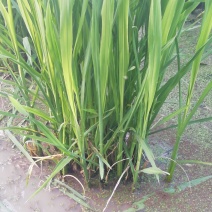 水生类