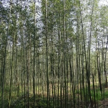 刚竹土球苗1公分至5公分海量供应，产地直销，全国发货