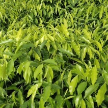 沉香苗红泥大杯小杯都有