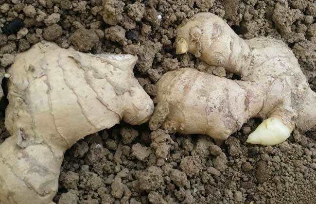 生姜植株地上部分与地下部分解剖示意图
