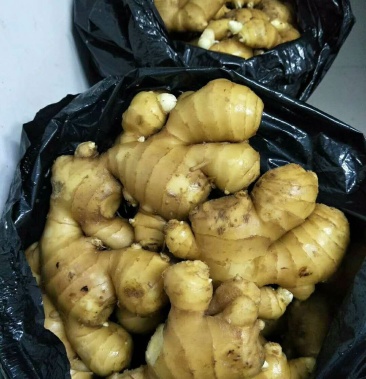 老姜,老姜把子,水洗姜把,全国发货 常年供应 货源充足
