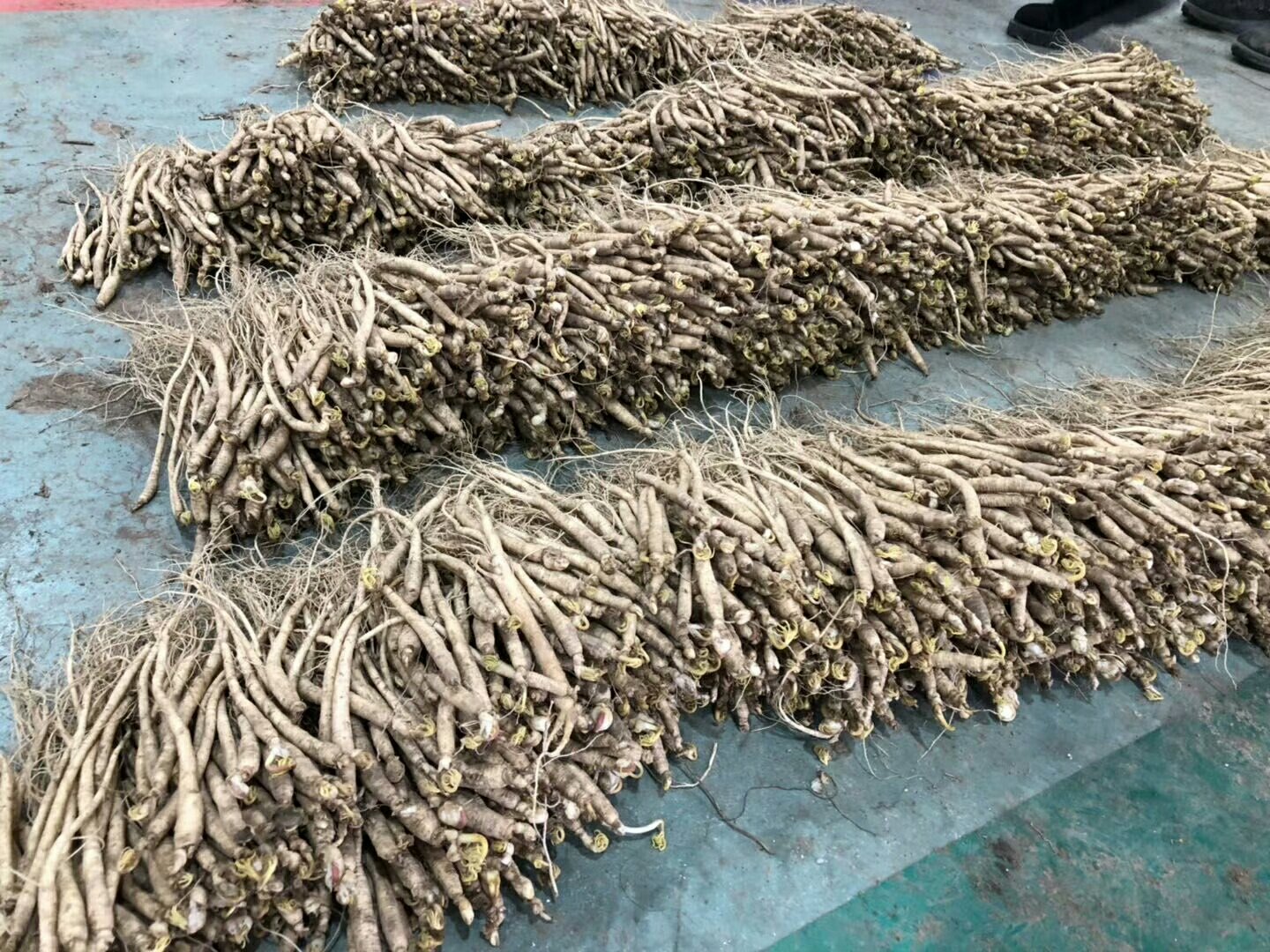 鲜参保存对比图