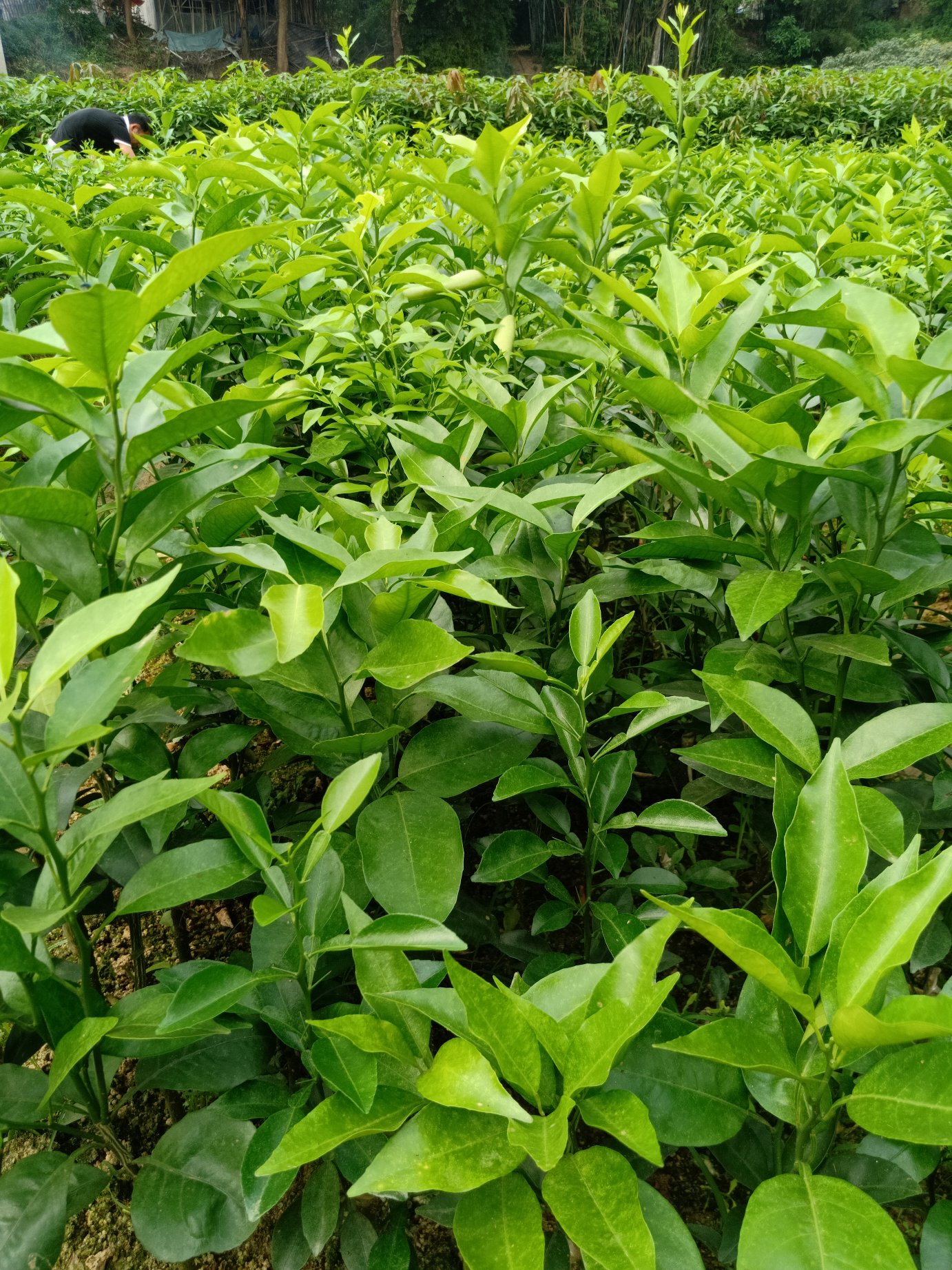 [沃柑苗批发]091无核沃柑苗正品嫁接苗沃柑苗价格12.00元/棵 - 一亩田