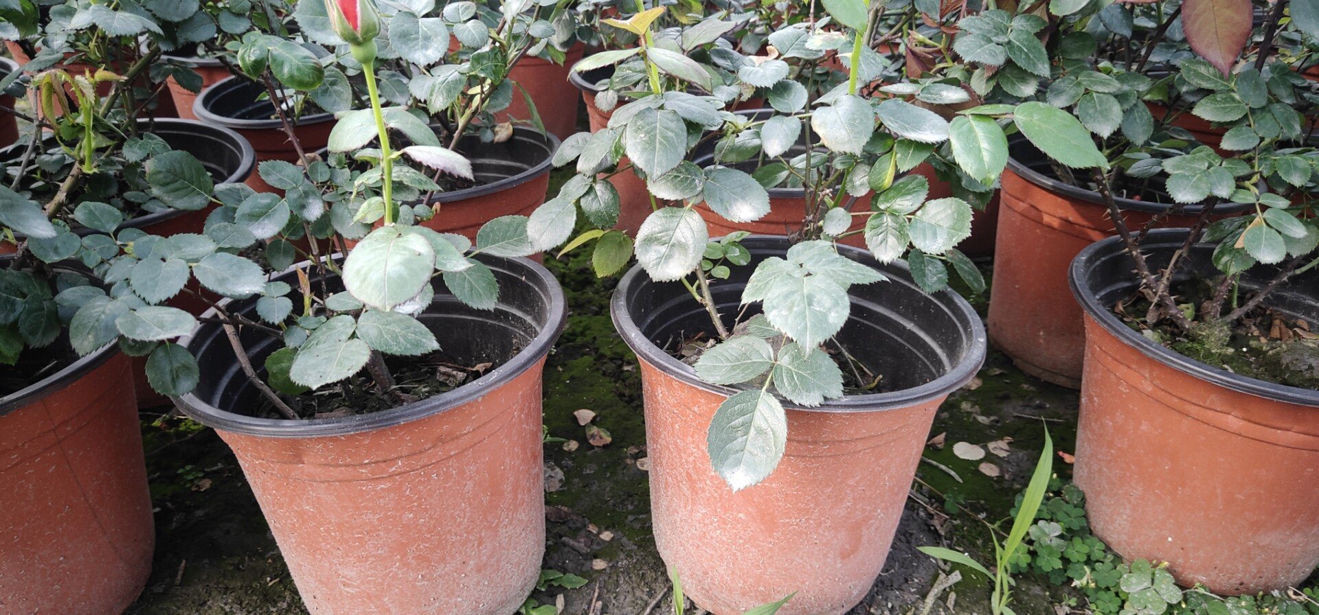 大花美人月季在阳光下盛开,花枝整齐,叶片翠绿,整体健康状态良好 大花美人月季在阳光下盛开,花枝整齐,叶片翠绿