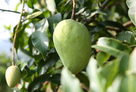 小台芒幼苗定植示意图