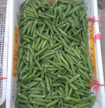[豌豆批发]精品大豌豆价格1.80元/斤 - 一亩田