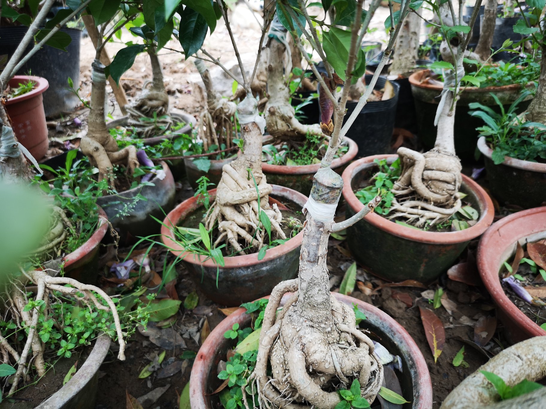 四季桂盆栽养护场景图