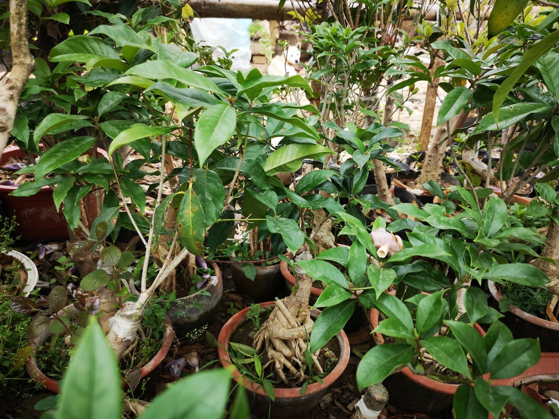 四季桂根系健康状态对比图