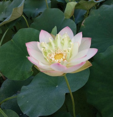 [荷花批发]华北明珠白洋淀野生古代红莲价格5.00元/棵 - 一亩田