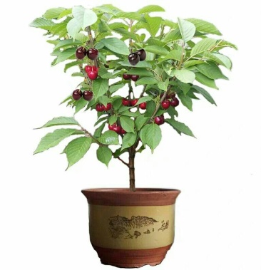 大樱桃树,盆栽,当年小苗直接可以下单包邮