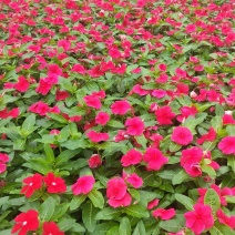 长春花（天天开）质优价廉常年供应