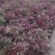 芍药观赏芍药基地直供欢迎选购