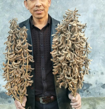 元旦特惠黄豆优质高产大豆中黄57中黄55号