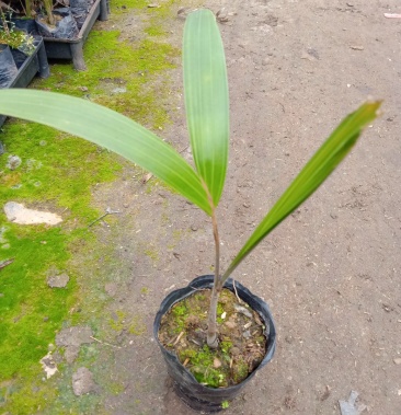 [椰子树苗批发]狐尾椰子苗棕榈科园林绿化树苗价格2.60元/棵 - 一亩田