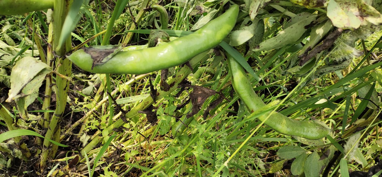 蚕豆植株与成熟豆荚特写