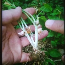 湖北天门精选优质荆半夏