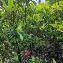 枇杷树