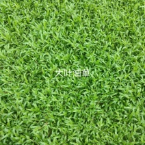 地被草大叶油草，台湾草坪，马尼拉草