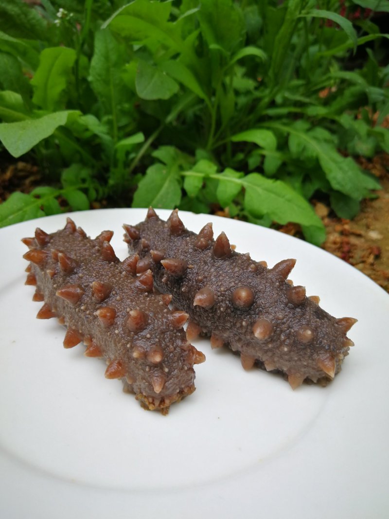 山东威海环翠区海参 168.00元/斤威海即食海