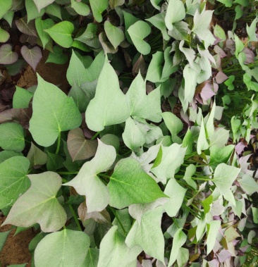 西瓜红红薯苗2535cm