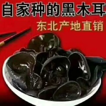 2019年，毛木耳开始采始晾晒中……欢迎新老客户打扰[