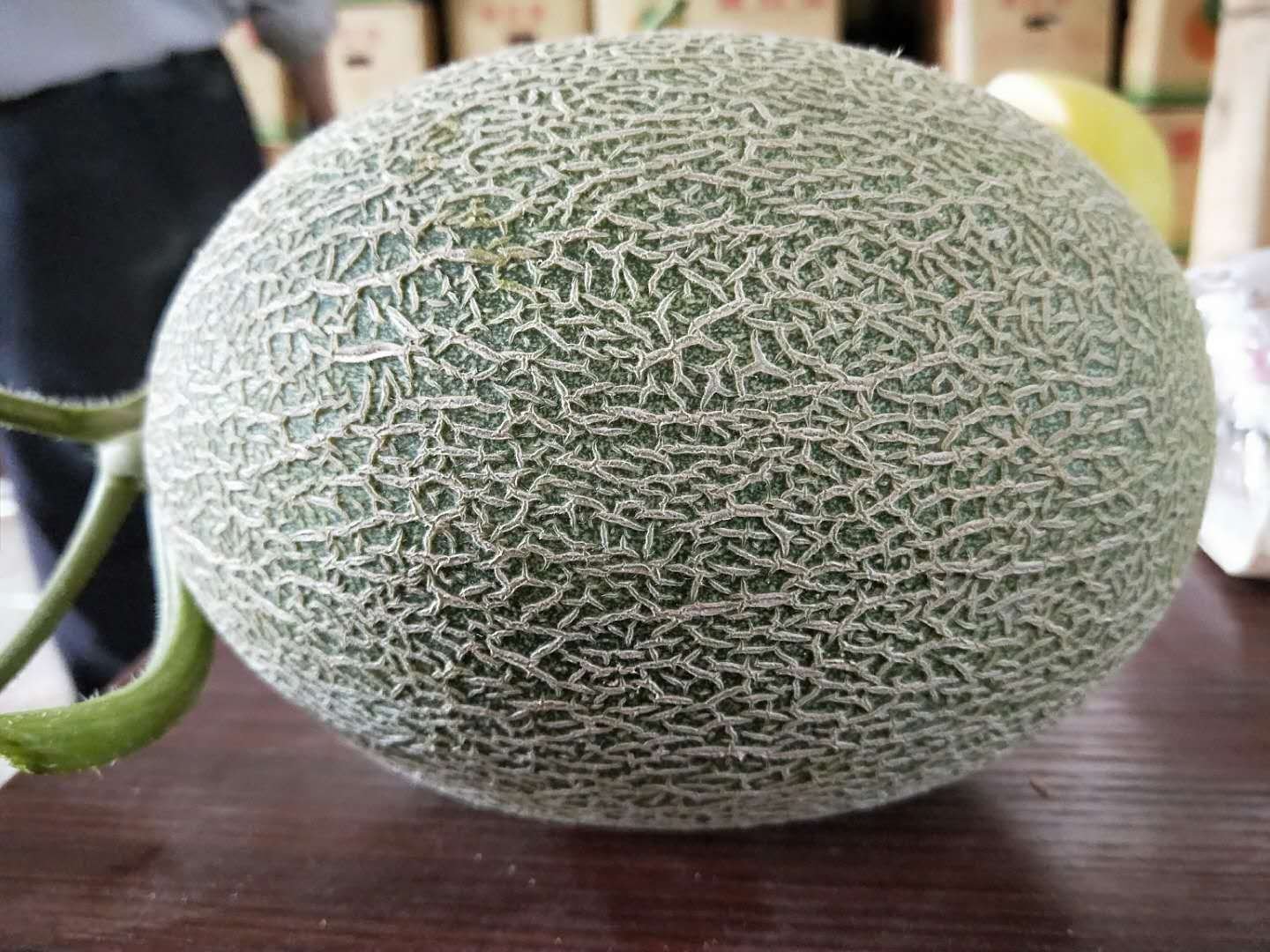 西州蜜瓜整体外观特写