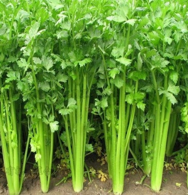 优质精品芹菜大量上市