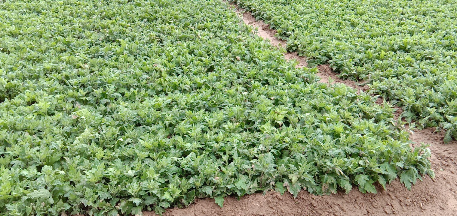 杭白菊种植园与采摘场景