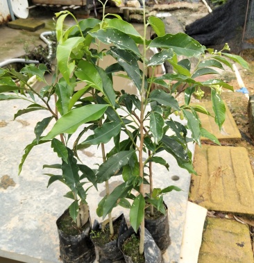 正宗沉香树苗沉香苗海南沉香苗奇楠沉香苗白木香沉香苗盆栽