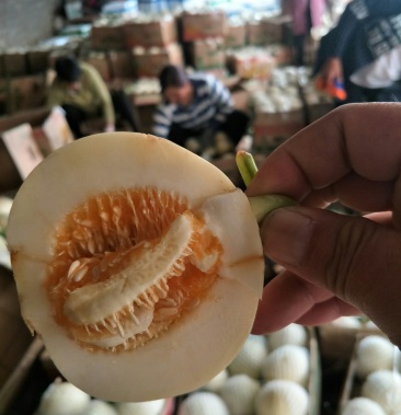 山东费县早雪甜瓜大量上市半斤以上红瓤可视频实地看货