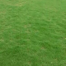 广州增城朱村阿兰草皮直销