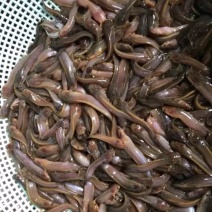 大量供应塘鲺苗