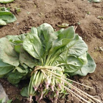 菠菜