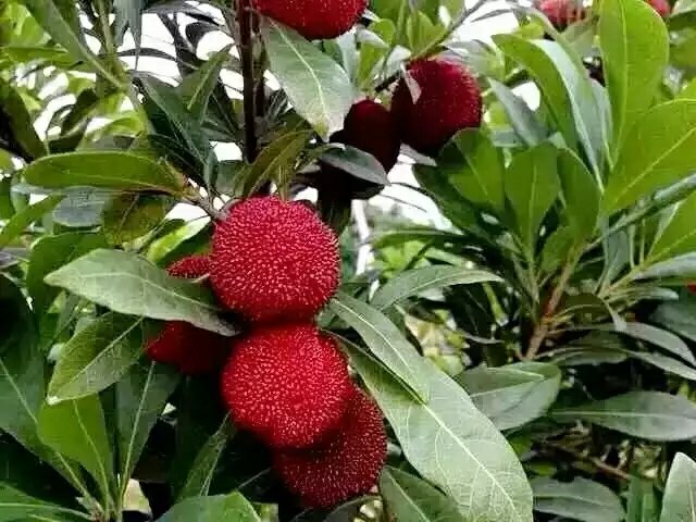 东魁杨梅幼树整形修剪示意图