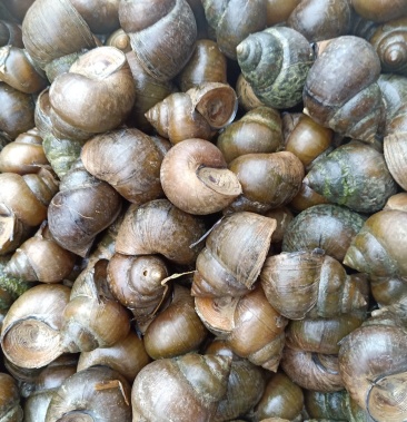[田螺批发]优质田螺价格5.00元/斤 - 一亩田