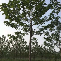 泡桐树苗紫花泡桐树苗