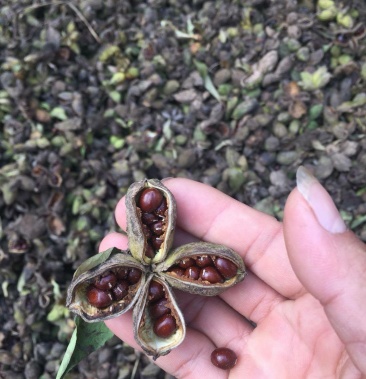 芍药种子精品种子发芽率95以上