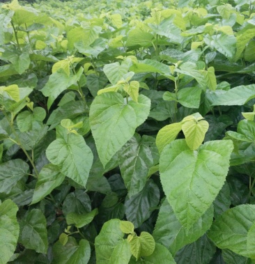 养蚕大叶桑农桑14现已大量出售(基地直销,现挖发货)