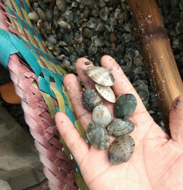 [花蛤批发]花蛤苗价格1.70元/斤 - 一亩田