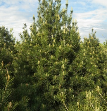 油松一米到三米五质优价廉规格全量大