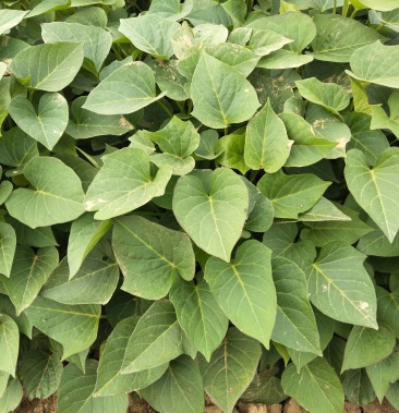 紫罗兰紫薯苗大量供应,口感甜糯